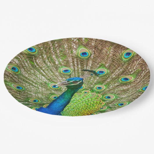 Assiettes En Carton Peacock (Angle)