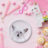 Assiettes En Carton Peinture chinoise en poudre - Art Chien (Fête)