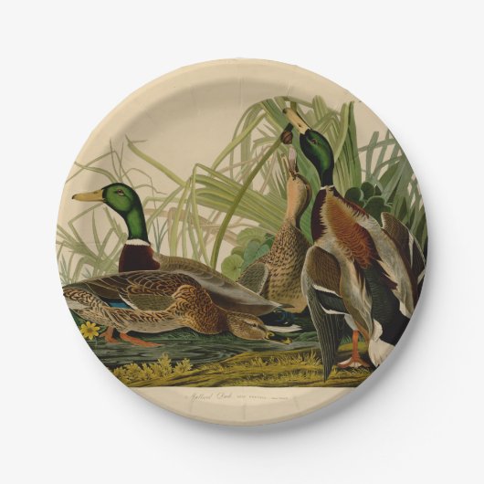 Assiettes En Carton Peinture d'oiseaux de Mallard Duck Audubon (Devant)