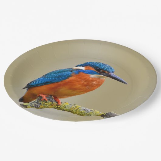 Assiettes En Carton Perching Kingfisher (Angle)