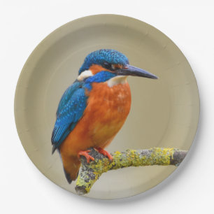 Assiettes En Carton Perching Kingfisher
