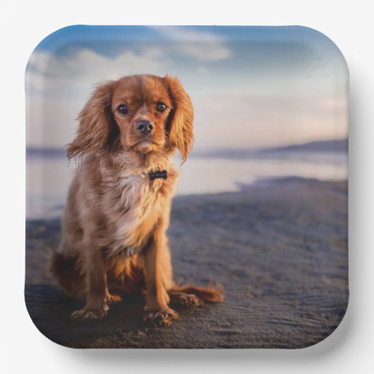 Assiettes En Carton Petit chien mignon (Recto)