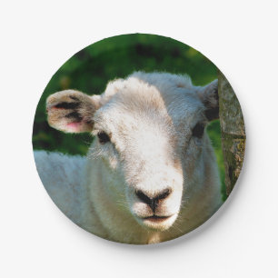 ASSIETTES EN CARTON PETIT MOQUETTE