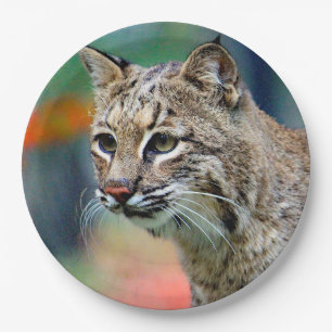 Assiettes En Carton Photo de Bobcat Wildlife