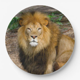 Assiettes En Carton Photo de la séance du lion africain de la faune