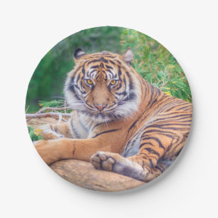 Assiettes En Carton Photo de tigre étonnante