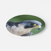 Assiettes En Carton Photo de visage de faucon pérégrin (Angle)