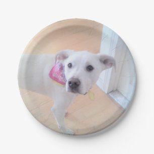 Assiettes En Carton Photo du visage d'un chien blanc coquelicot mou et