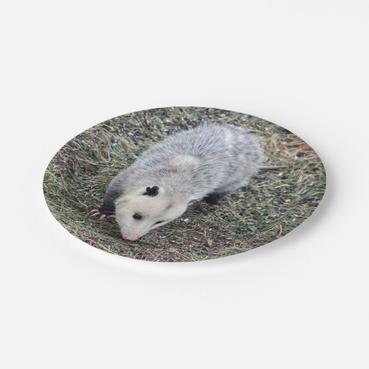 Assiettes En Carton Photo Opossum (Angle)