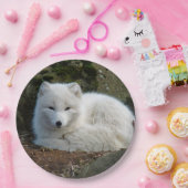 Assiettes En Carton Photo White Fox (Fête)