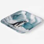 Assiettes En Carton Pingouin Sur Iceberg (Angulaire)