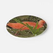 Assiettes En Carton plaque (Angle)