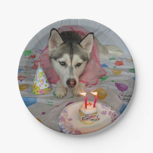Assiettes En Carton Plaque d'anniversaire Cuisine Sibérienne Husky (Devant)