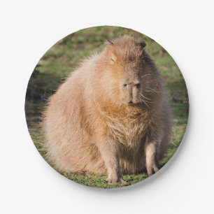 Assiettes En Carton Plaque de capybara