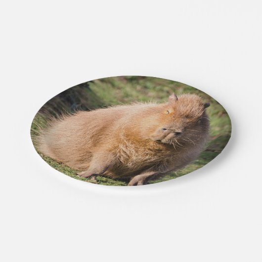 Assiettes En Carton Plaque de capybara (Angle)