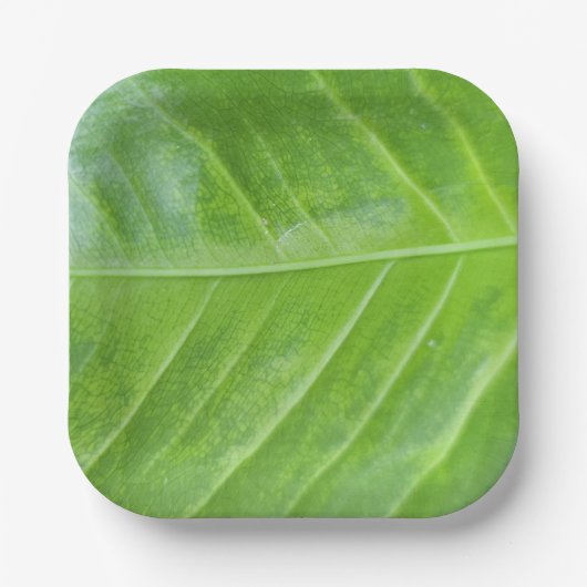 Assiettes En Carton Plaque de papier Carré de 7 pouces avec vert encha (Recto)