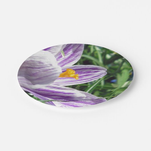 Assiettes En Carton Plaque de papier crocus à ressort violet (Angle)