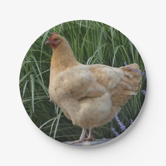 Assiettes En Carton Plaque de papier de poulet (Devant)
