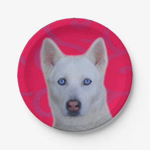 Assiettes En Carton Plaque de papier Husky Sibérien blanc