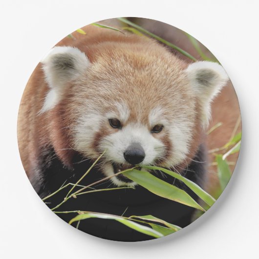 Assiettes En Carton Plaque de papier photo panda rouge. Panda roux. An (Devant)