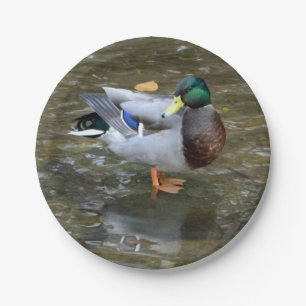 Assiettes En Carton Plaque de papier pour canard à colle (mâle)