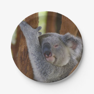 Assiettes En Carton Plaque de Peekaboo Koala
