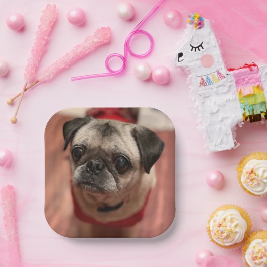 Assiettes En Carton Plaques carlin (Fête)