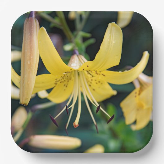 Assiettes En Carton Plaques de papier (Recto)