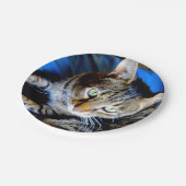 Assiettes En Carton Plaques de papier de chat (Angle)