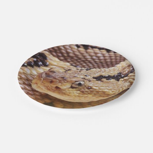 Assiettes En Carton Plaques de pâte à papier de crotlesnake (Angle)