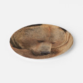 Assiettes En Carton Plaques en papier grizzli (Angle)