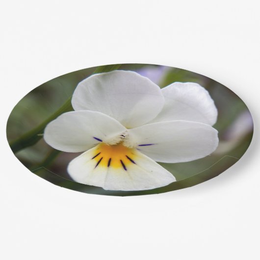 Assiettes En Carton Plaques en papier sansé (Angle)