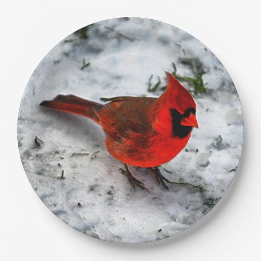 Assiettes En Carton Plumes cardinales rouges et plumage (Devant)
