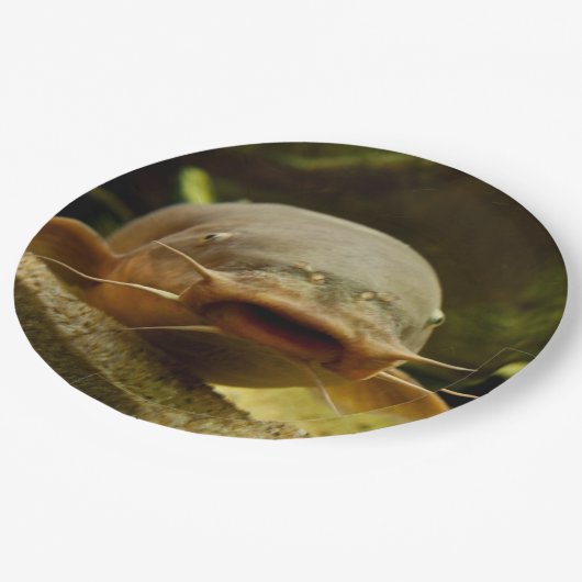 Assiettes En Carton Poisson-chat électrique (Angle)