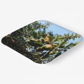 Assiettes En Carton Pommes (Angulaire)