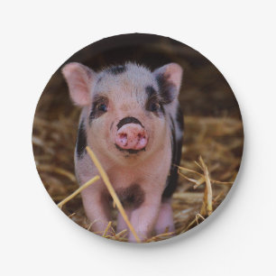 Assiettes En Carton Porc mignon doux