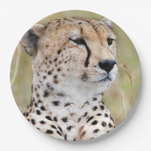 Assiettes En Carton Portrait de Cheetah Big Cat photo
