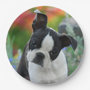 Assiettes En Carton Portrait de chiot de chien de Boston Terrier,