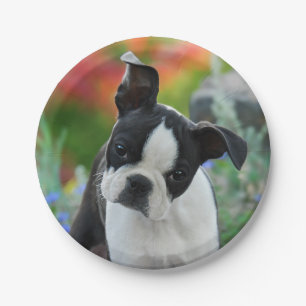 Assiettes En Carton Portrait de chiot de chien de Boston Terrier,
