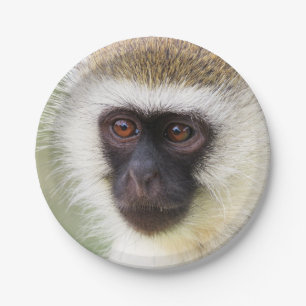Assiettes En Carton Portrait mignon de singe