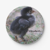 Assiettes En Carton poulet, poussins, poulets, poussins, animal, oisea (Devant)