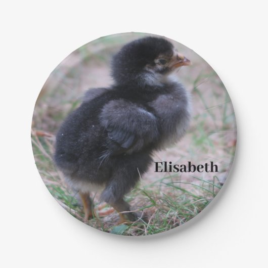 Assiettes En Carton poulet, poussins, poulets, poussins, animal, oisea (Devant)