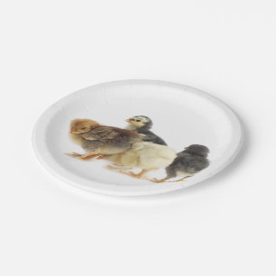 Assiettes En Carton poussins moelleux