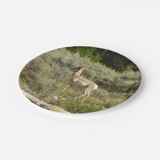 Assiettes En Carton Pronghorn au Parc national de Grand Teton (Angle)
