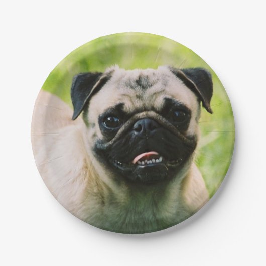 Assiettes En Carton pug-13 (Devant)