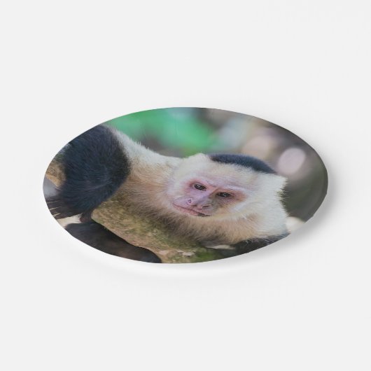 Assiettes En Carton Pura vida pour singe capucin à visage blanc (Angle)