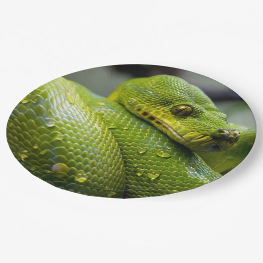 Assiettes En Carton Python (Angle)