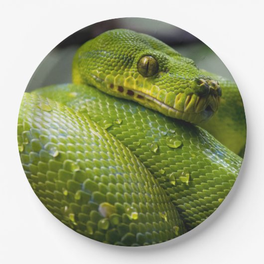 Assiettes En Carton Python (Devant)