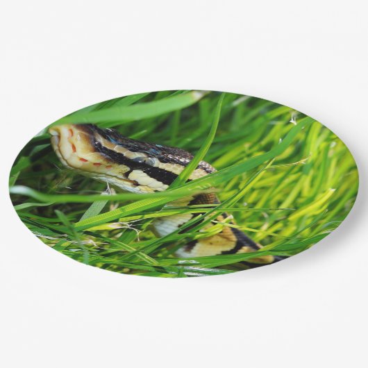Assiettes En Carton python de boule dans grass.png (Angle)