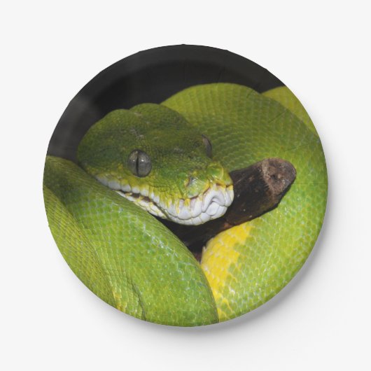 Assiettes En Carton Python vert d'arbre (Devant)